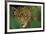 Ready to Pounce-Staffan Widstrand-Framed Giclee Print