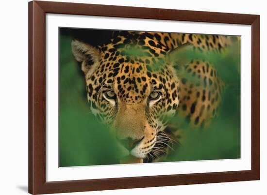 Ready to Pounce-Staffan Widstrand-Framed Giclee Print