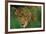 Ready to Pounce-Staffan Widstrand-Framed Giclee Print