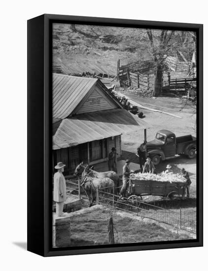 Reagor Motlow and Jess Motlow, Present Owners of Jack Daniels Distillery, Looking over Corn-Ed Clark-Framed Premier Image Canvas