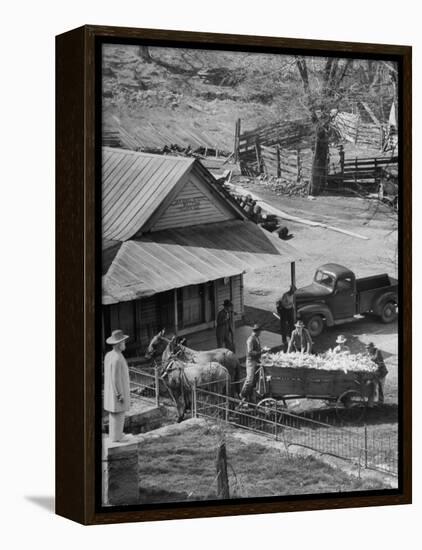 Reagor Motlow and Jess Motlow, Present Owners of Jack Daniels Distillery, Looking over Corn-Ed Clark-Framed Premier Image Canvas