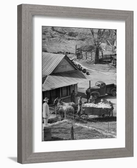 Reagor Motlow and Jess Motlow, Present Owners of Jack Daniels Distillery, Looking over Corn-Ed Clark-Framed Photographic Print