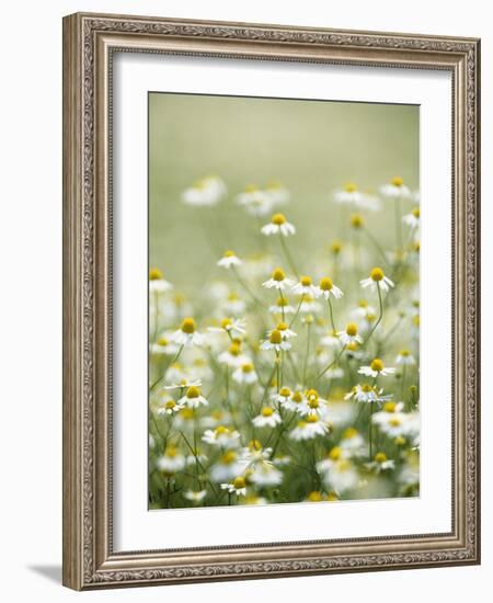 Real Camomile, Chamomilla Recutita-Herbert Kehrer-Framed Photographic Print