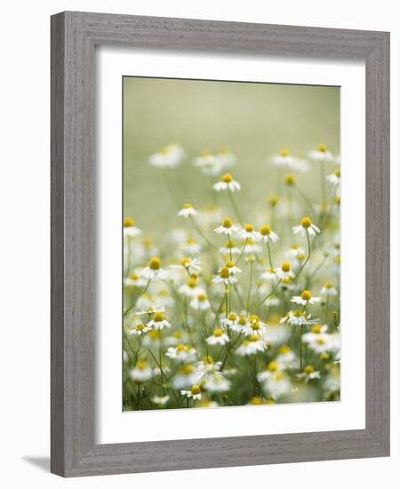 Real Camomile, Chamomilla Recutita-Herbert Kehrer-Framed Photographic Print