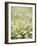 Real Camomile, Chamomilla Recutita-Herbert Kehrer-Framed Photographic Print