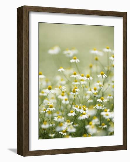 Real Camomile, Chamomilla Recutita-Herbert Kehrer-Framed Photographic Print