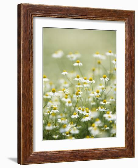 Real Camomile, Chamomilla Recutita-Herbert Kehrer-Framed Photographic Print