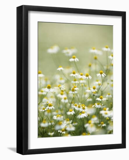 Real Camomile, Chamomilla Recutita-Herbert Kehrer-Framed Photographic Print