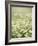 Real Camomile, Chamomilla Recutita-Herbert Kehrer-Framed Photographic Print