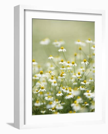 Real Camomile, Chamomilla Recutita-Herbert Kehrer-Framed Photographic Print