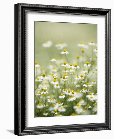 Real Camomile, Chamomilla Recutita-Herbert Kehrer-Framed Photographic Print