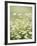 Real Camomile, Chamomilla Recutita-Herbert Kehrer-Framed Photographic Print