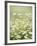 Real Camomile, Chamomilla Recutita-Herbert Kehrer-Framed Photographic Print