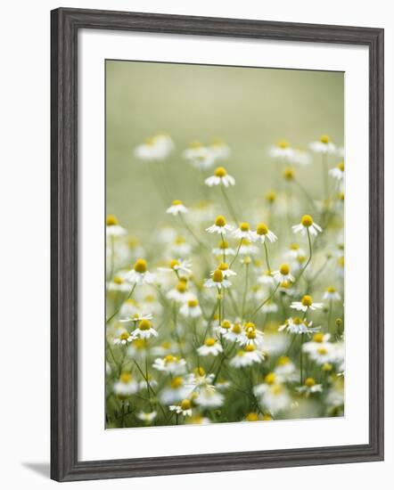 Real Camomile, Chamomilla Recutita-Herbert Kehrer-Framed Photographic Print