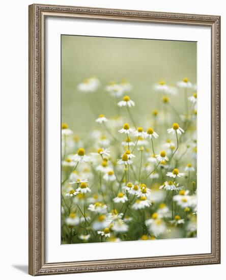 Real Camomile, Chamomilla Recutita-Herbert Kehrer-Framed Photographic Print