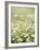 Real Camomile, Chamomilla Recutita-Herbert Kehrer-Framed Photographic Print