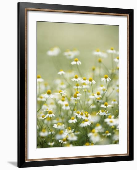 Real Camomile, Chamomilla Recutita-Herbert Kehrer-Framed Photographic Print