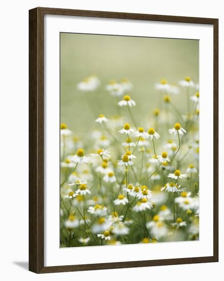 Real Camomile, Chamomilla Recutita-Herbert Kehrer-Framed Photographic Print