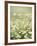 Real Camomile, Chamomilla Recutita-Herbert Kehrer-Framed Photographic Print