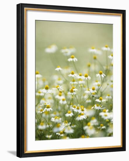 Real Camomile, Chamomilla Recutita-Herbert Kehrer-Framed Photographic Print