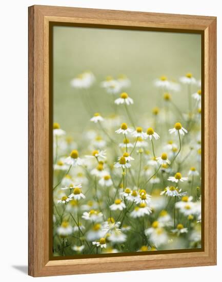 Real Camomile, Chamomilla Recutita-Herbert Kehrer-Framed Premier Image Canvas