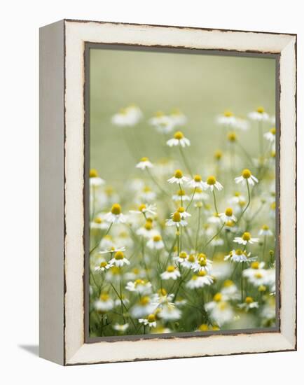 Real Camomile, Chamomilla Recutita-Herbert Kehrer-Framed Premier Image Canvas