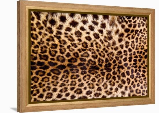 Real Leopard Skin.-William Scott-Framed Premier Image Canvas