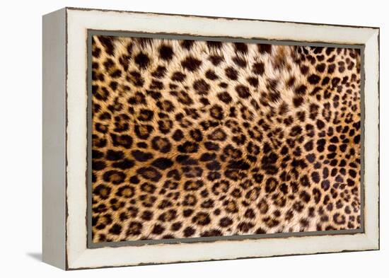 Real Leopard Skin.-William Scott-Framed Premier Image Canvas