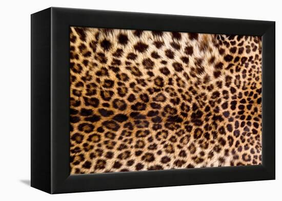 Real Leopard Skin.-William Scott-Framed Premier Image Canvas