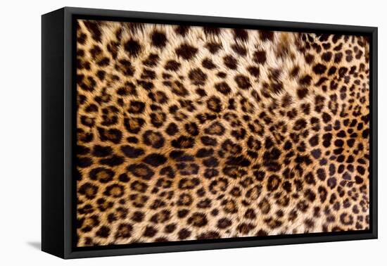 Real Leopard Skin.-William Scott-Framed Premier Image Canvas