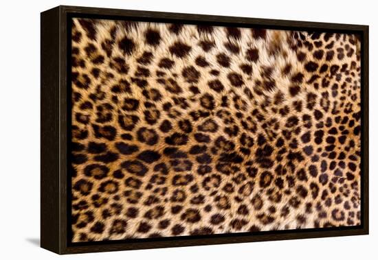 Real Leopard Skin.-William Scott-Framed Premier Image Canvas