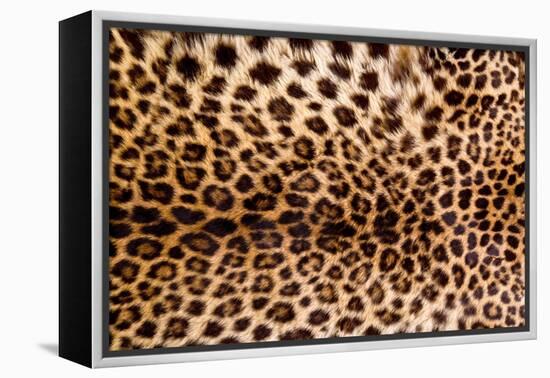 Real Leopard Skin.-William Scott-Framed Premier Image Canvas