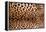 Real Leopard Skin.-William Scott-Framed Premier Image Canvas