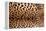 Real Leopard Skin.-William Scott-Framed Premier Image Canvas