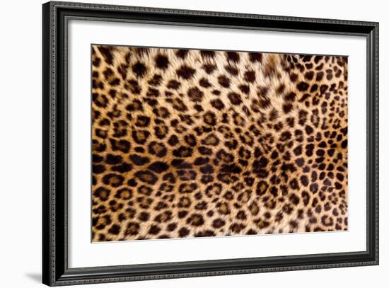 Real Leopard Skin.-William Scott-Framed Photographic Print