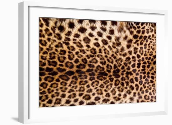 Real Leopard Skin.-William Scott-Framed Photographic Print