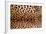 Real Leopard Skin.-William Scott-Framed Photographic Print