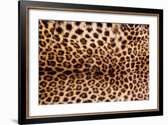 Real Leopard Skin.-William Scott-Framed Photographic Print