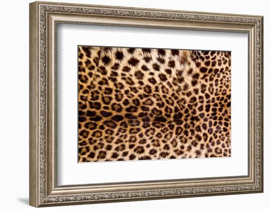 Real Leopard Skin.-William Scott-Framed Photographic Print