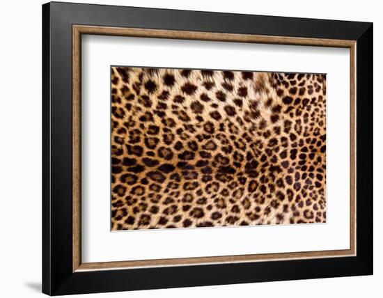 Real Leopard Skin.-William Scott-Framed Photographic Print
