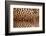 Real Leopard Skin.-William Scott-Framed Photographic Print