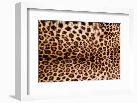 Real Leopard Skin.-William Scott-Framed Photographic Print