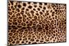 Real Leopard Skin.-William Scott-Mounted Photographic Print