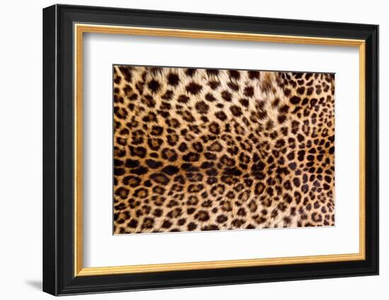 Real Leopard Skin.-William Scott-Framed Photographic Print