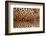 Real Leopard Skin.-William Scott-Framed Photographic Print