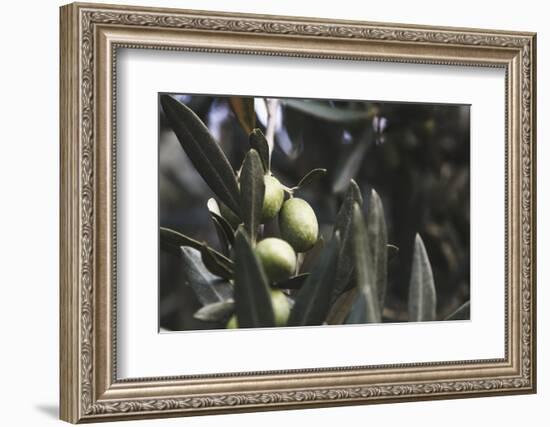 Real Olive Tree Olea Europaea - Detailed Views with Mellow Olives-Petra Daisenberger-Framed Photographic Print