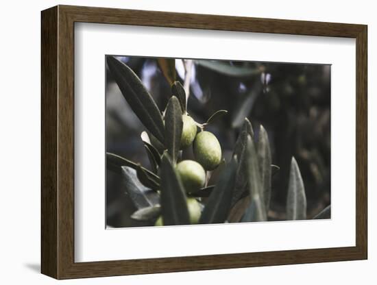 Real Olive Tree Olea Europaea - Detailed Views with Mellow Olives-Petra Daisenberger-Framed Photographic Print