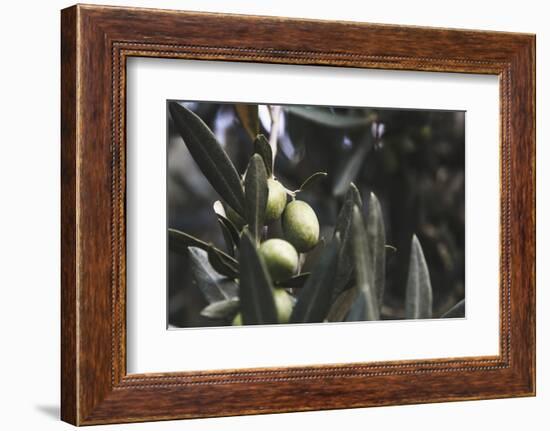 Real Olive Tree Olea Europaea - Detailed Views with Mellow Olives-Petra Daisenberger-Framed Photographic Print