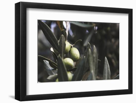 Real Olive Tree Olea Europaea - Detailed Views with Mellow Olives-Petra Daisenberger-Framed Photographic Print