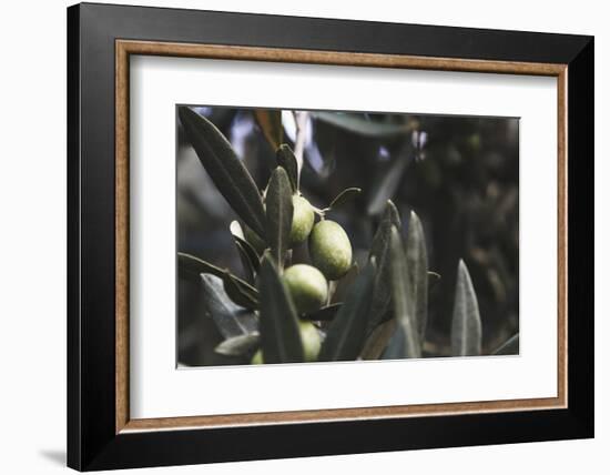 Real Olive Tree Olea Europaea - Detailed Views with Mellow Olives-Petra Daisenberger-Framed Photographic Print